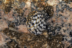 Nerita versicolor