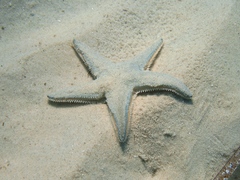 Astropecten jonstoni