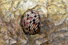 Nerita versicolor
