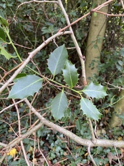 Ilex aquifolium