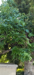 Wisteria
