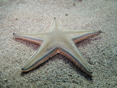 Astropecten jonstoni