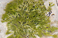 Cymopolia barbata