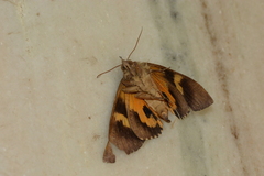 Lepidoptera