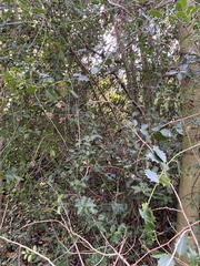 Ilex aquifolium