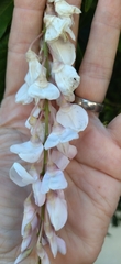 Wisteria