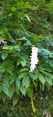 Wisteria