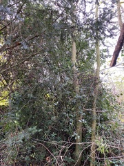 Ilex aquifolium