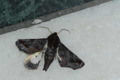 Lepidoptera