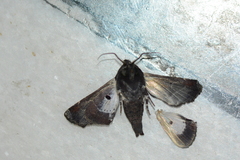 Lepidoptera