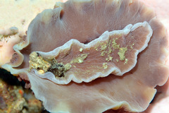 Dendrodoris carbunculosa