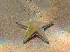 Astropecten jonstoni