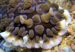 Dendrodoris carbunculosa