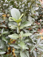 Euonymus japonicus