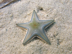 Astropecten jonstoni