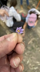 Solanum seaforthianum