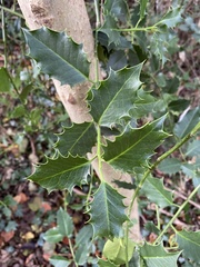 Ilex aquifolium