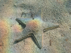 Astropecten jonstoni