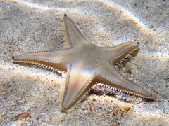 Astropecten jonstoni