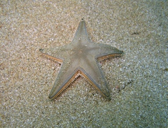 Astropecten jonstoni