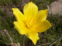 Tulipa kolpakowskiana