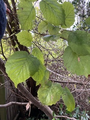 Corylus avellana