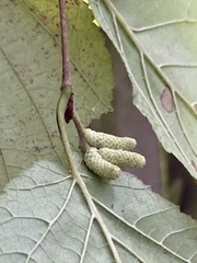 Corylus avellana