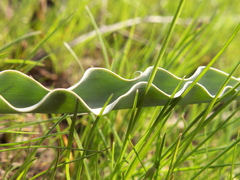 Tulipa kolpakowskiana