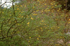 Gonopterodendron bonariensis
