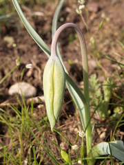 Tulipa kolpakowskiana