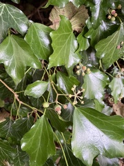 Hedera helix