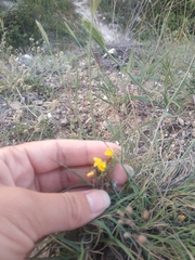 Genista albida