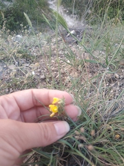 Genista albida