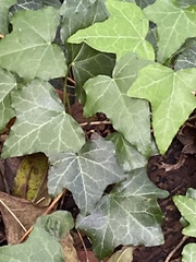 Hedera helix