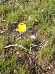 Tulipa kolpakowskiana