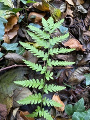 Dryopteris