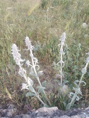 Stachys cretica