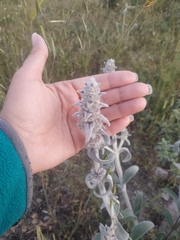 Stachys cretica