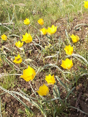 Tulipa kolpakowskiana
