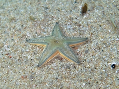 Astropecten jonstoni