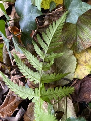 Dryopteris