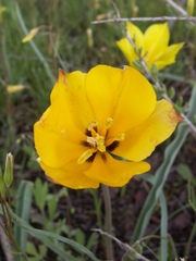 Tulipa kolpakowskiana
