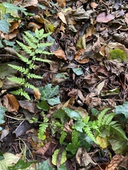 Dryopteris