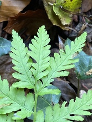 Dryopteris