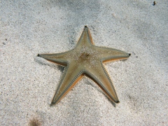 Astropecten jonstoni