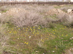 Tulipa kolpakowskiana