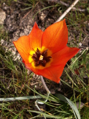 Tulipa kolpakowskiana