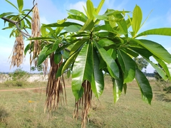 Alstonia