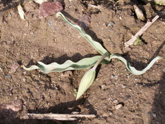 Tulipa kolpakowskiana