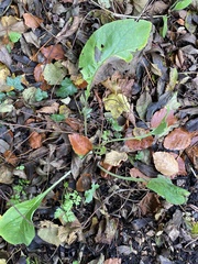 Pentaglottis sempervirens